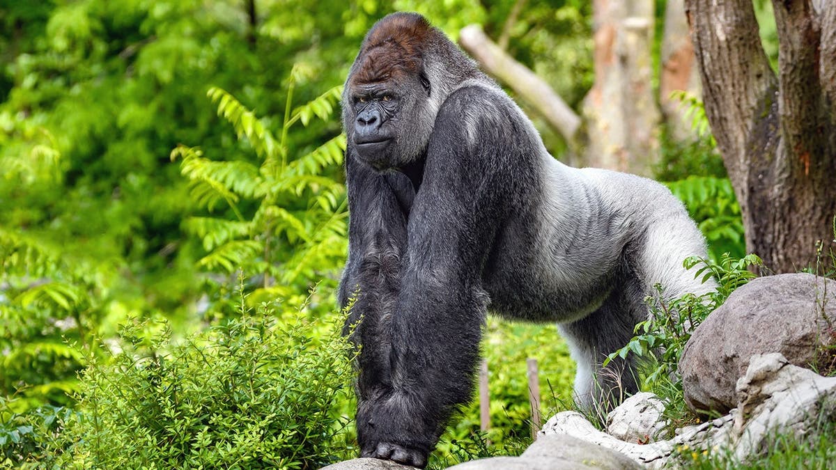 Gorilla