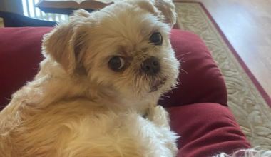 Apollo, Missing Family Dog, Found Safe in New York