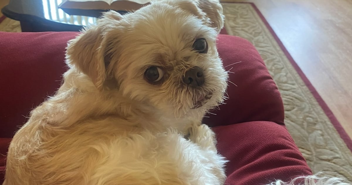 Apollo, Missing Family Dog, Found Safe in New York