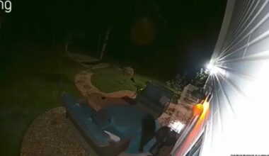 Black bear spotted in metro Atlanta neighborhoods: ‘simply a bear doing the bare necessities’ – WSB-TV Channel 2