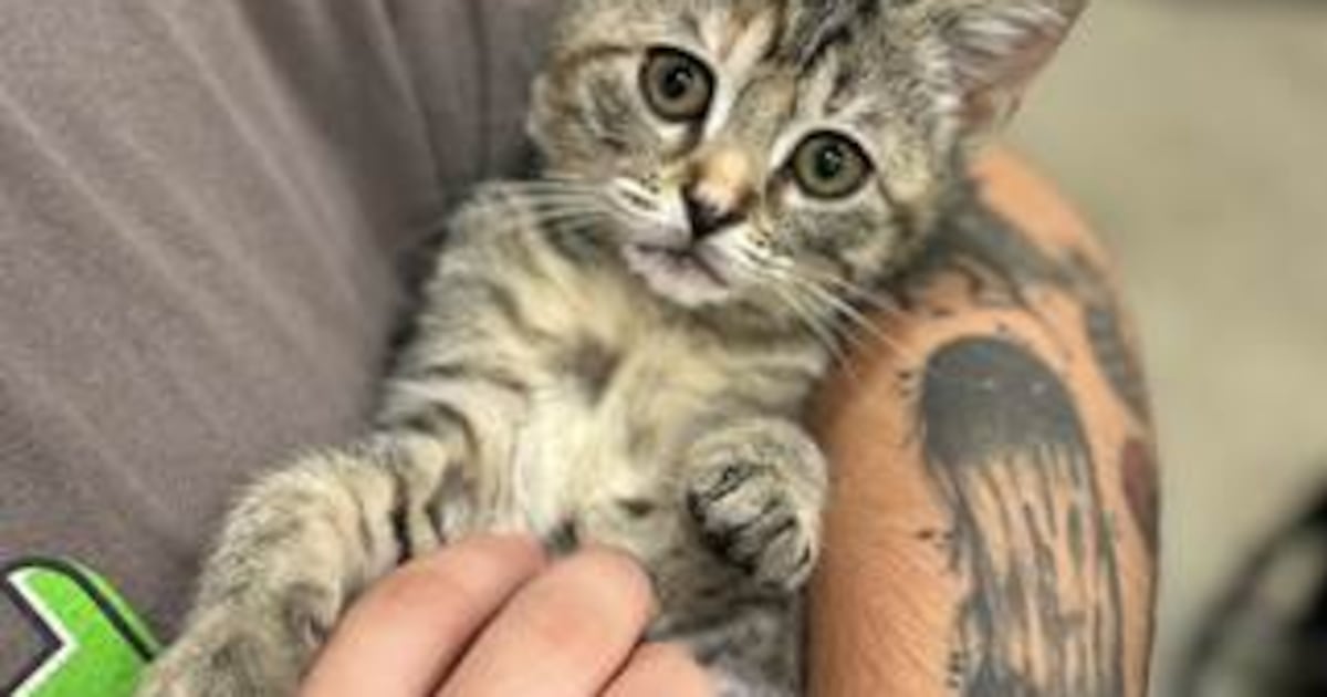Name kittens and support the Jacksonville Humane Society in annual fundraising drive