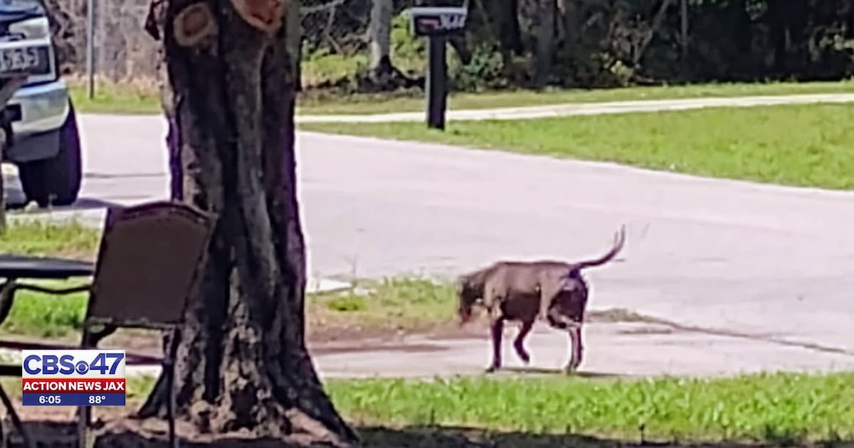 ‘The dog next door is so aggressive’: Beach Haven neighbors report ongoing issues with loose dog – Action News Jax