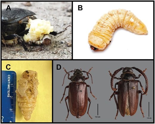 The various life stages of the P. imbricornis beetle. 