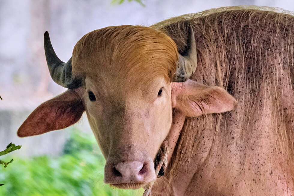 Buffalo named 'Donald Trump' for its golden locks becomes a sensation at Bangladesh zoo