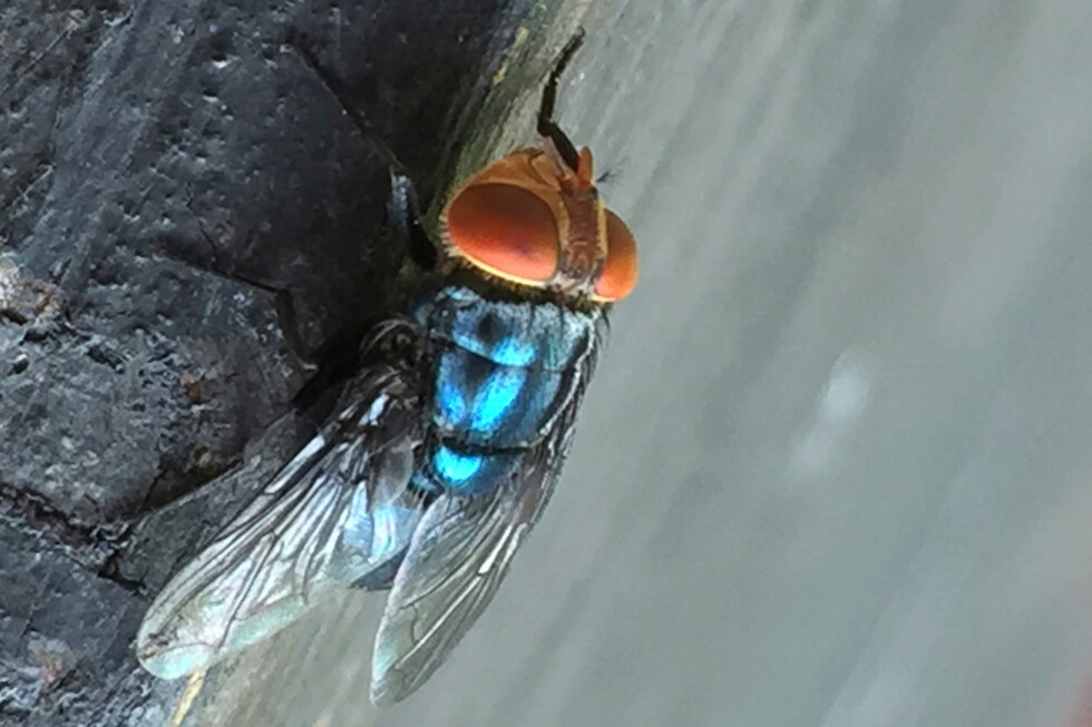 What to know about the New World screwworm fly, now in US