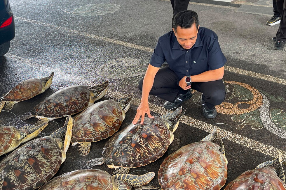 Bali police say they foiled illegal trade of 21 green sea turtles
