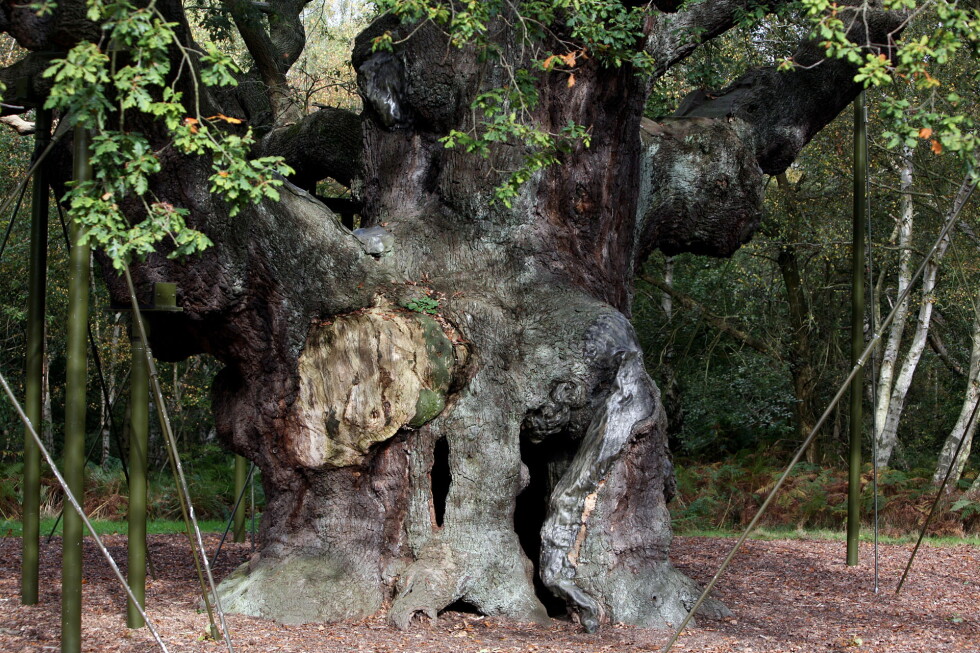 Major Oak in Sherwood Forest, linked to Robin Hood, has died at 1,200 years old