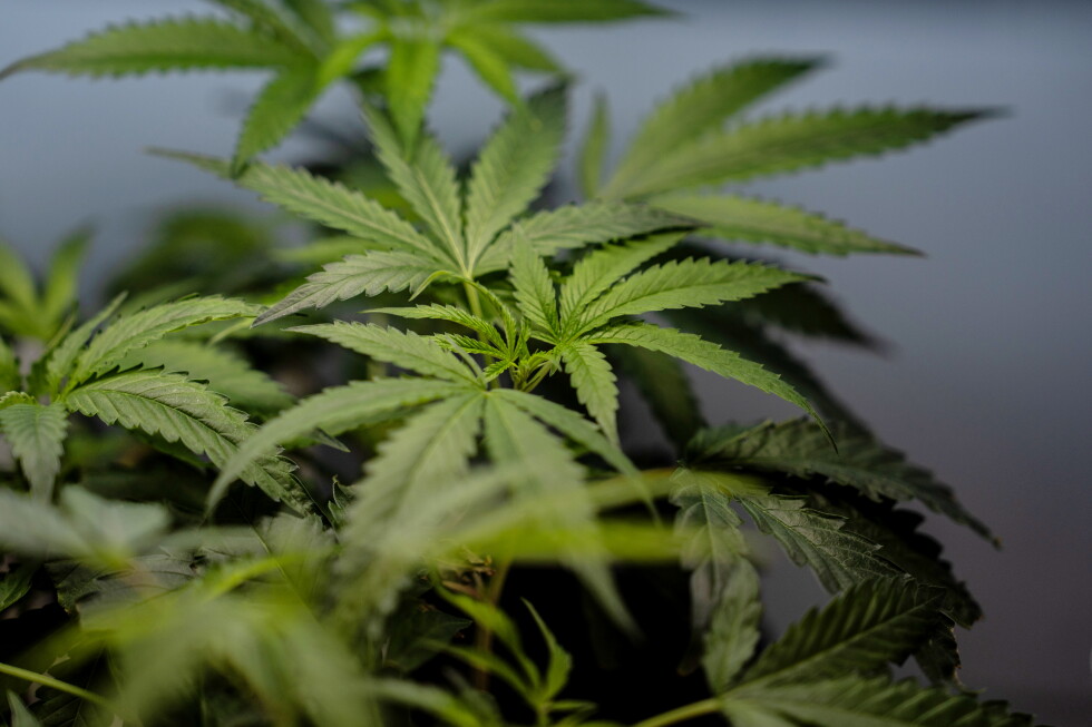 Supreme Court sides with marijuana user who wants to legally own a gun
