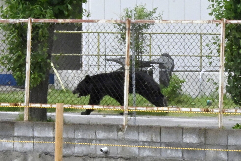 Bear injures 4 people during attacks in residential area of Japan