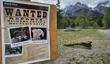 Wanted: The Teton Range’s few remaining mountain goats