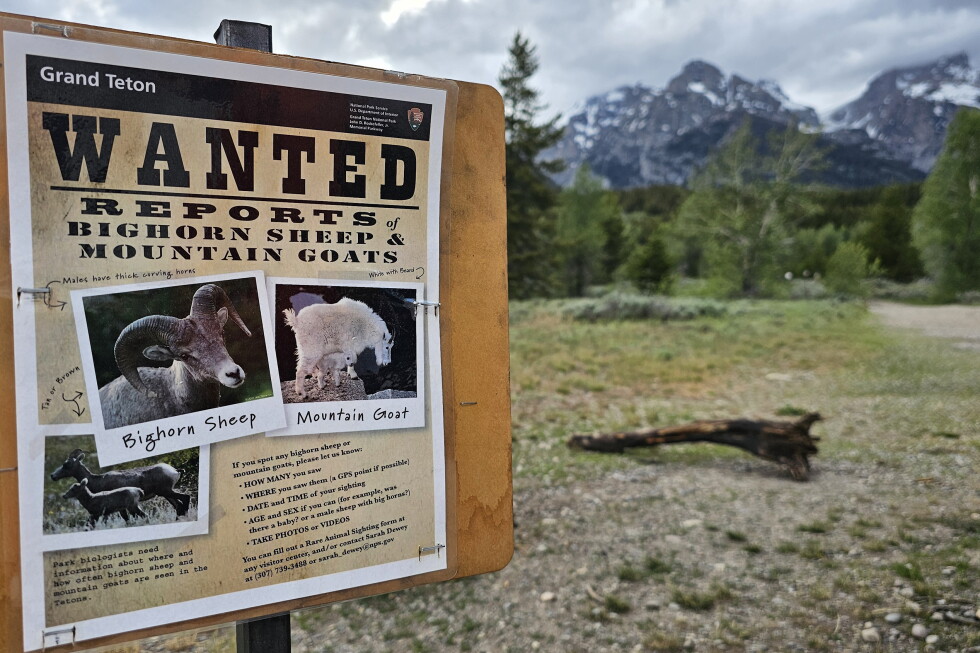 Wanted: The Teton Range’s few remaining mountain goats