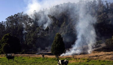 Landmark law in Colombia aims to reduce deforestation by tracking cattle
