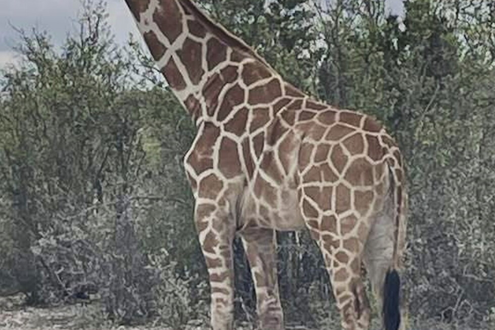 Escaped giraffe Gracie eludes capture in Texas Hill Country