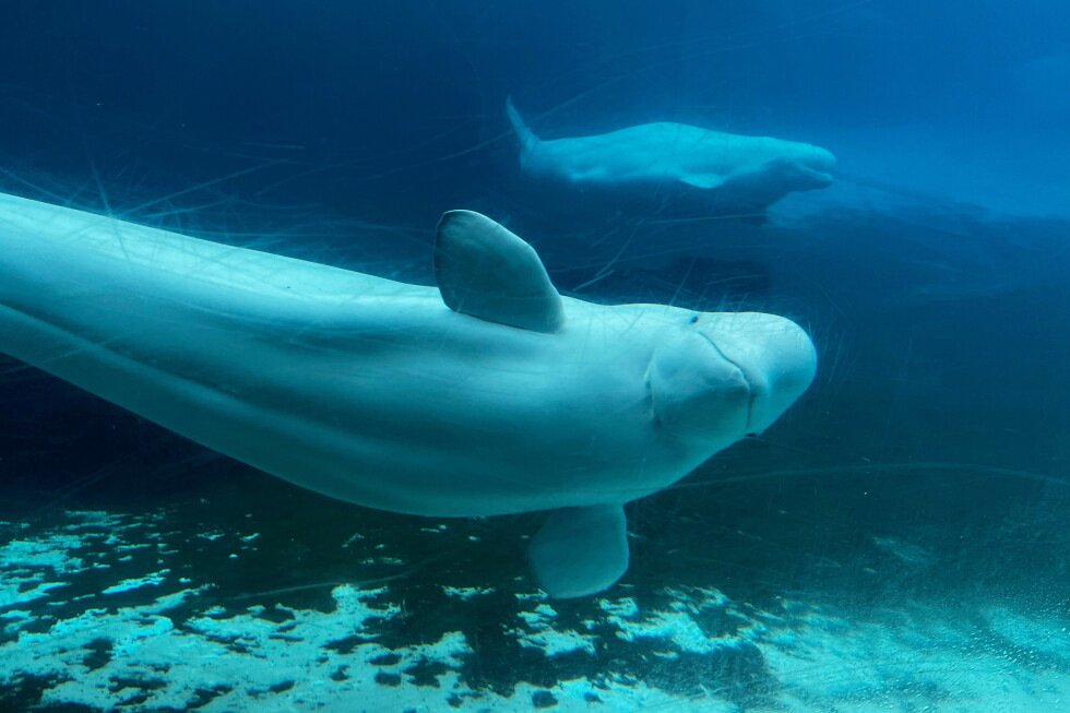 Whales from Canada's shuttered Marineland park are getting a chance