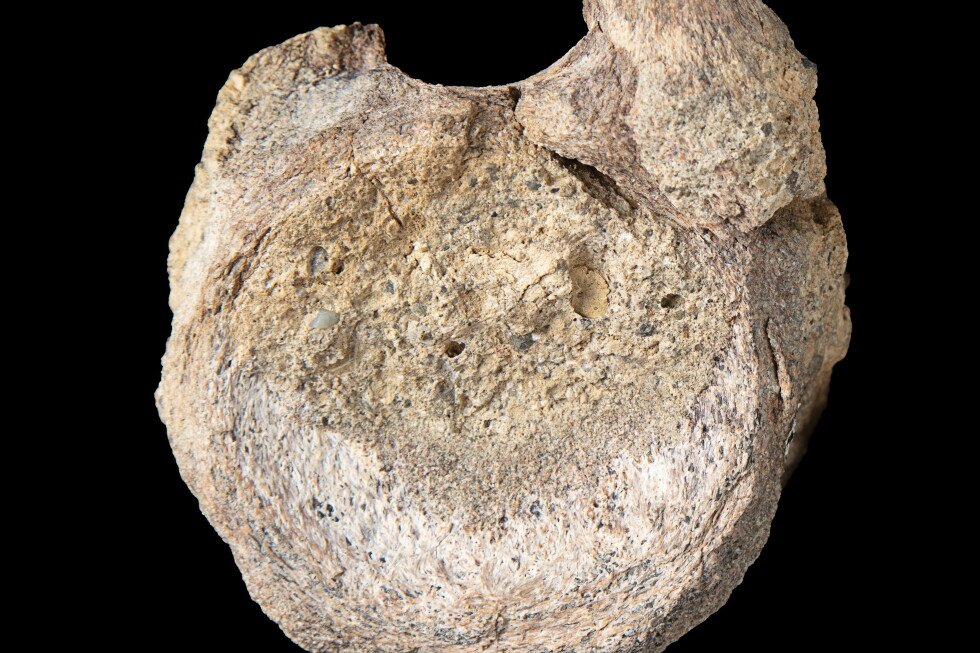 Scientists find Antarctic dinosaur fossil hidden in a drawer