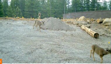 Mule deer become first animals to use California's first wildlife crossing