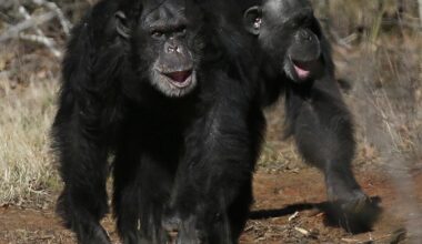 Researchers tickle gorillas, other apes and find out they giggle