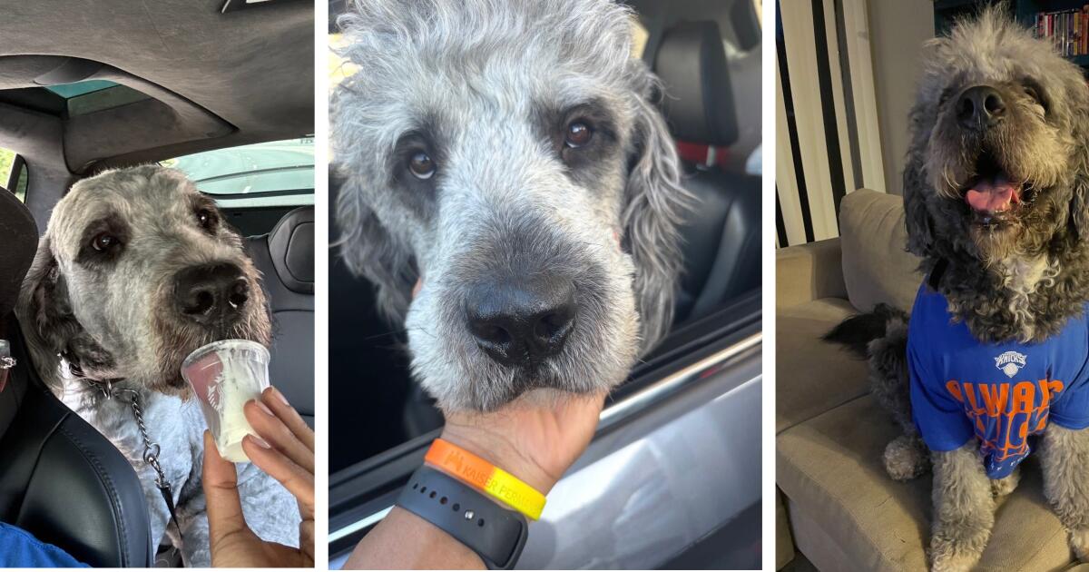 Amid Knicks celebration, LAPD kills family dog in SoCal
