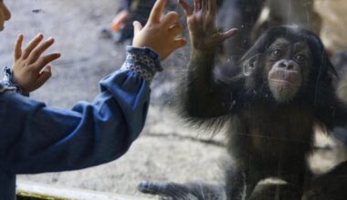 L.A. Zoo, tattered and losing members, needs private steward, grand jury finds