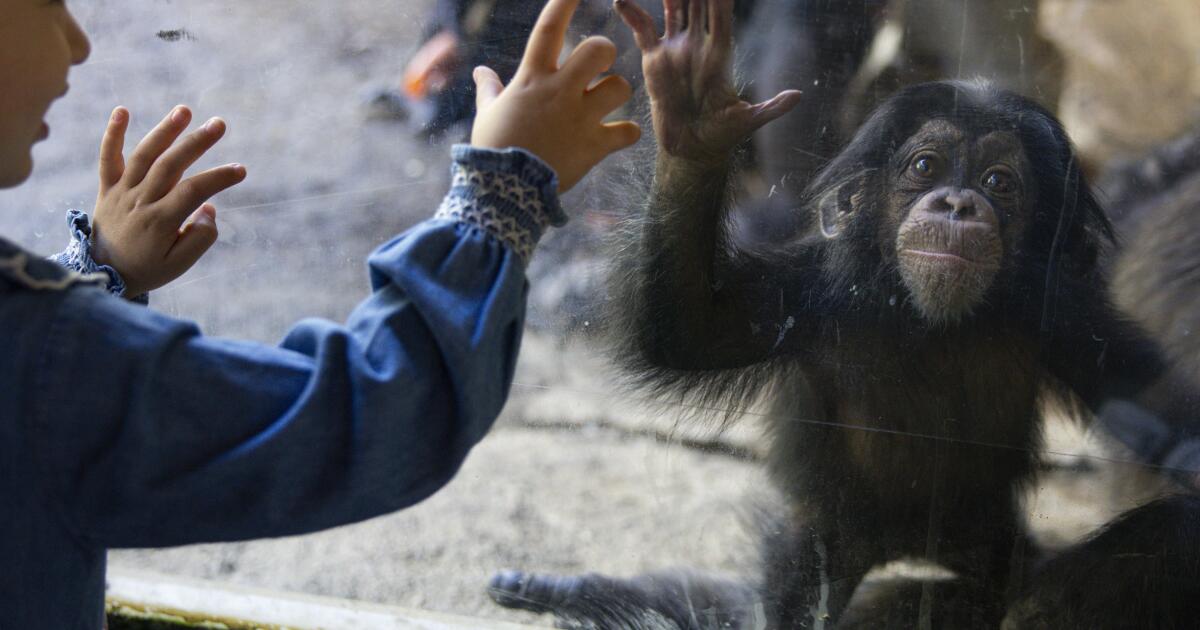 L.A. Zoo, tattered and losing members, needs private steward, grand jury finds