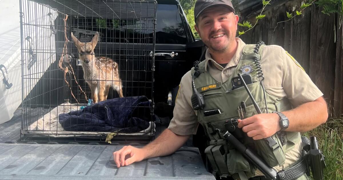 Wild deer captured, kept in a dog crate for weeks in Bay Area