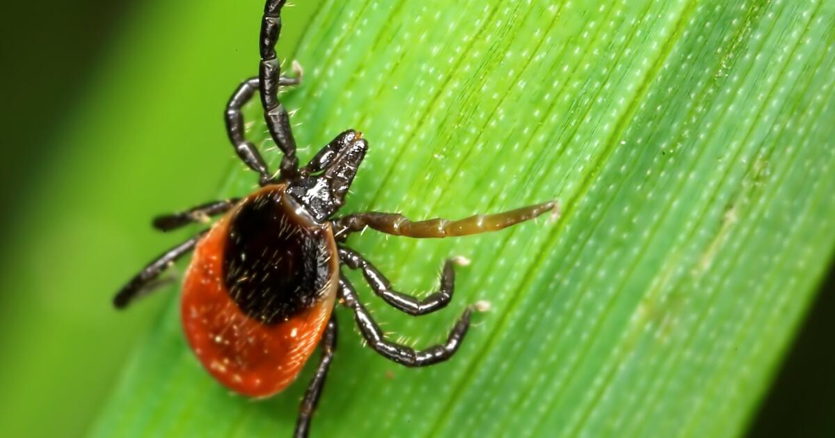 Californian is infected with a rare tick-borne illness. What to know