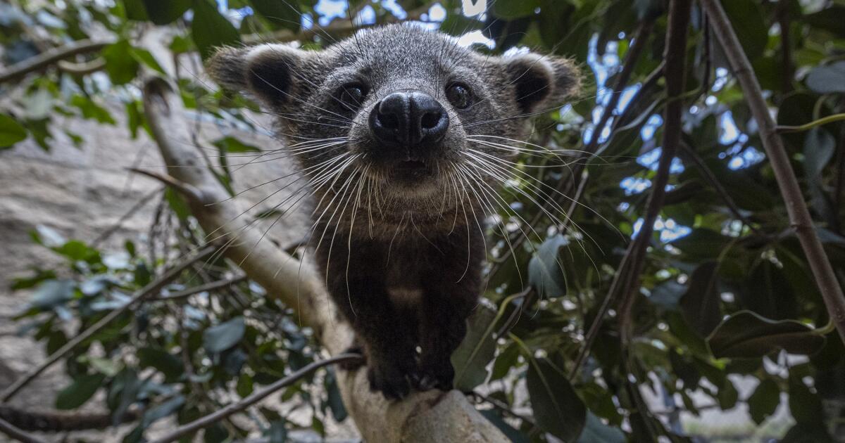 Baby bintlets at San Diego Zoo, first new bearcats in over 25 years