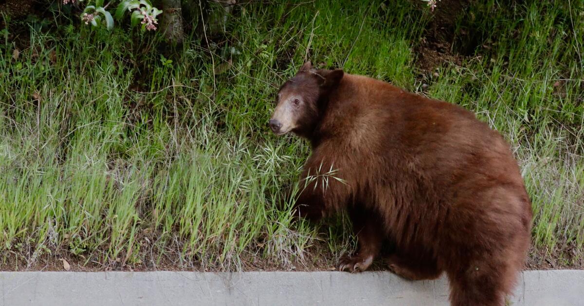 Bear claws 19-year-old's face, chest through window of Crestline home