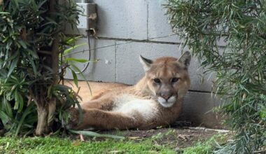 Mountain lion found lounging in Pasadena captured by wildlife officials