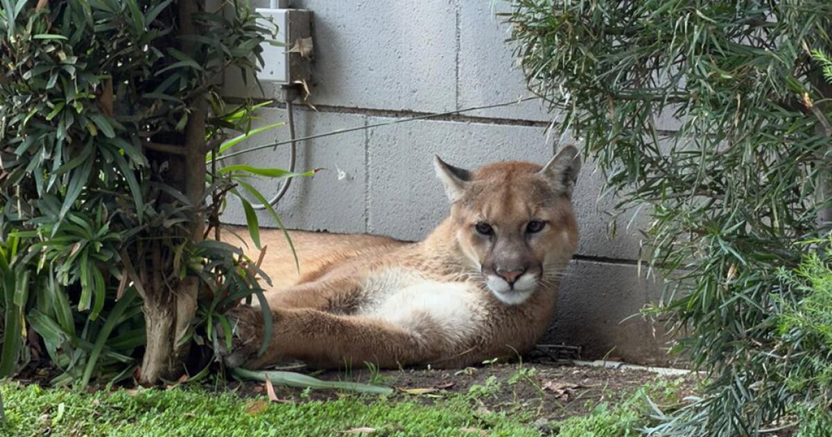 Mountain lion found lounging in Pasadena captured by wildlife officials