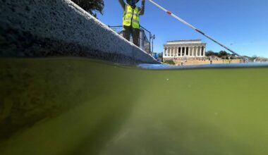 Algae persist in in the Reflecting Pool, despite the Trump administration's efforts to clear murky waters.
