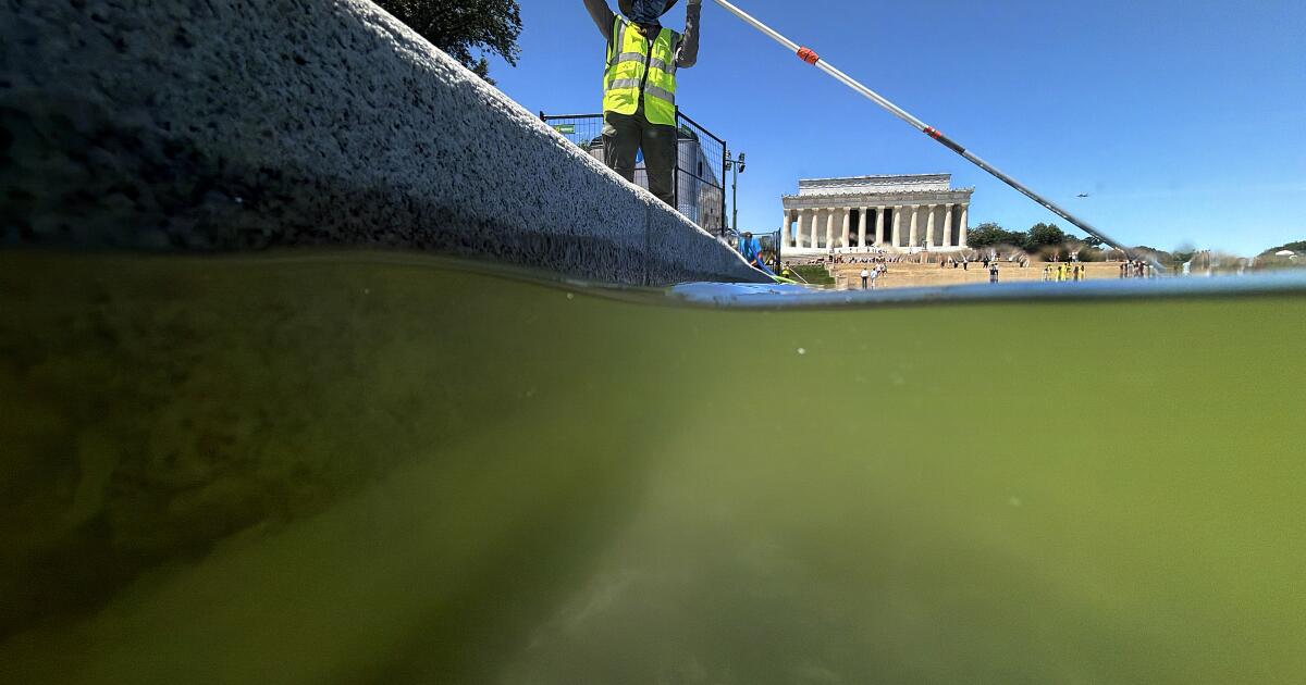 Algae persist in in the Reflecting Pool, despite the Trump administration's efforts to clear murky waters.