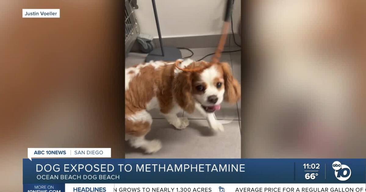 San Diego dog tests positive for methamphetamine after visit to dog beach