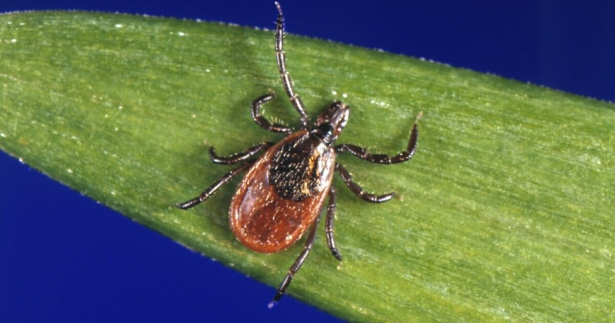 San Diego ticks rarely carry Lyme disease — but you can still get sick if bitten
