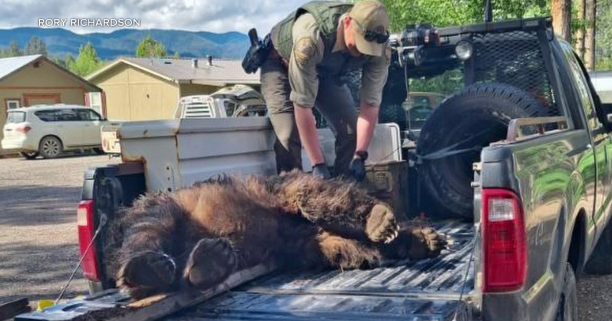 Montana teen shoots charging grizzly bear in his backyard
