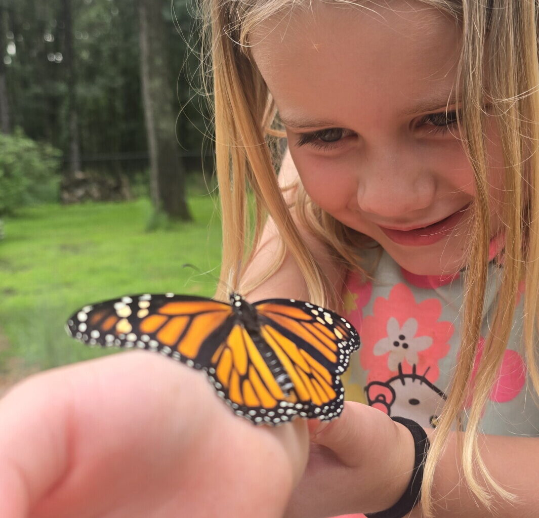 Minnesota woman turns backyard into monarch butterfly sanctuary - InForum