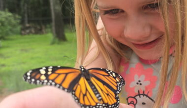 Minnesota woman turns backyard into monarch butterfly sanctuary - InForum