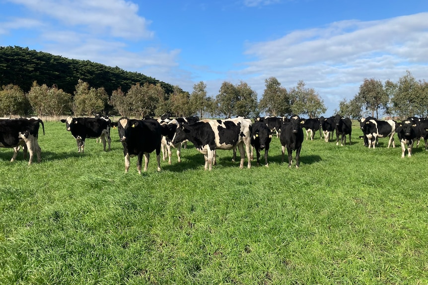 image of cows grazing in a field
