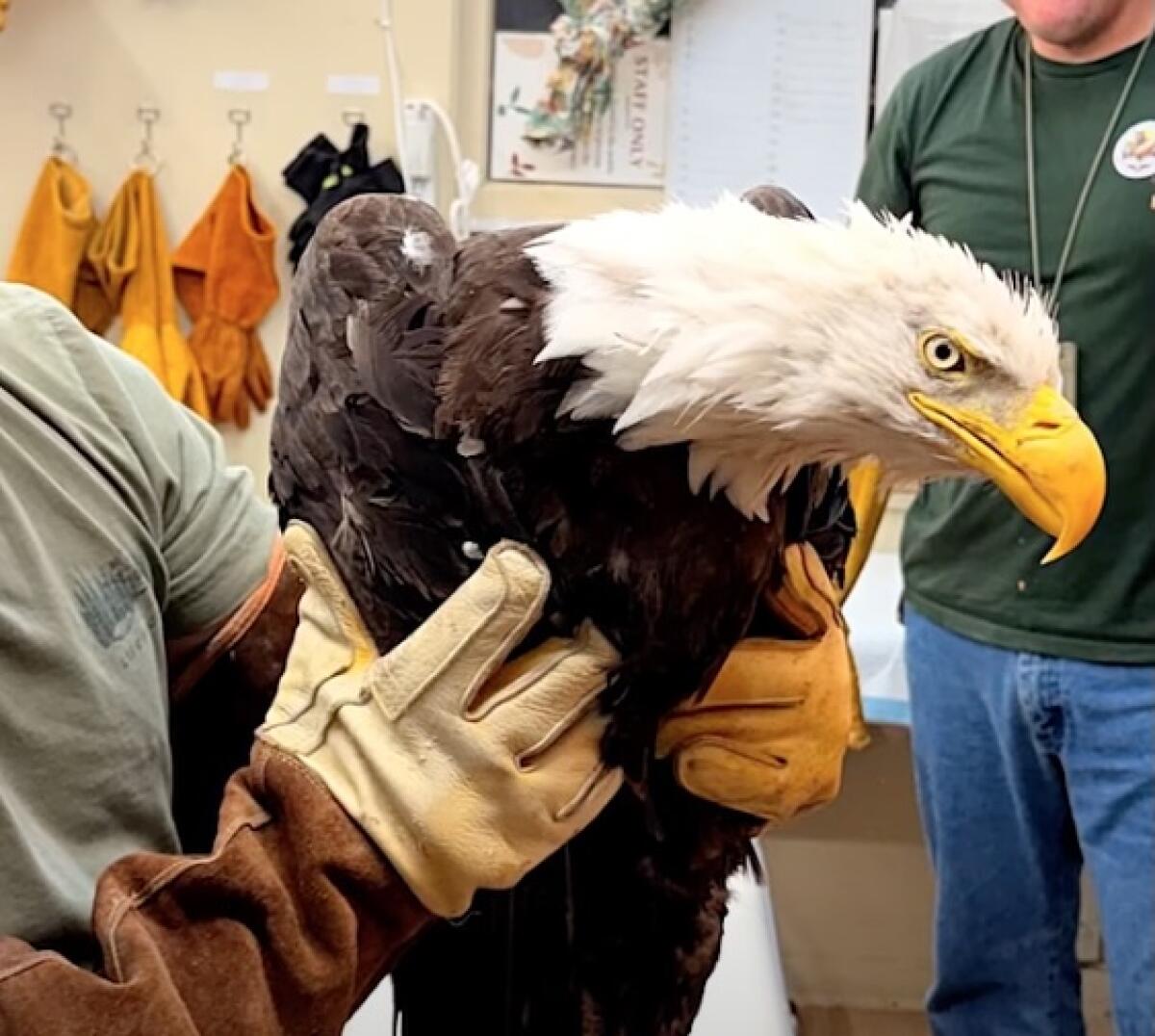An adult eagle was rescued after being found on the ground and was seen in a fight with sub-adult eagles.