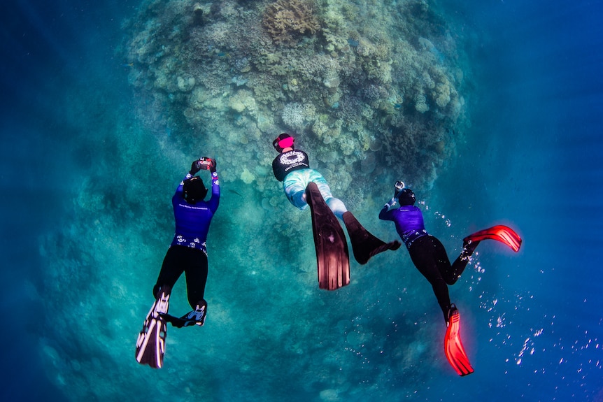 Divers on a reef.