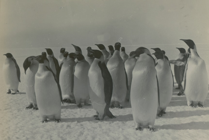 A historical image of penguins captured during the Shackleton expedition to Antarctica