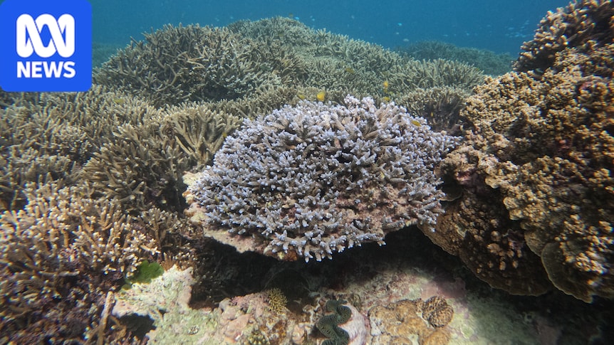 Lady Elliot Island's bleached coral recovers after Cyclone Alfred cools sea temperature