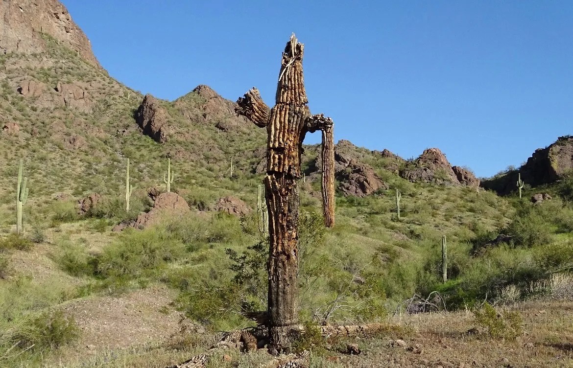 Arizona's saguaro cacti face a number of threats