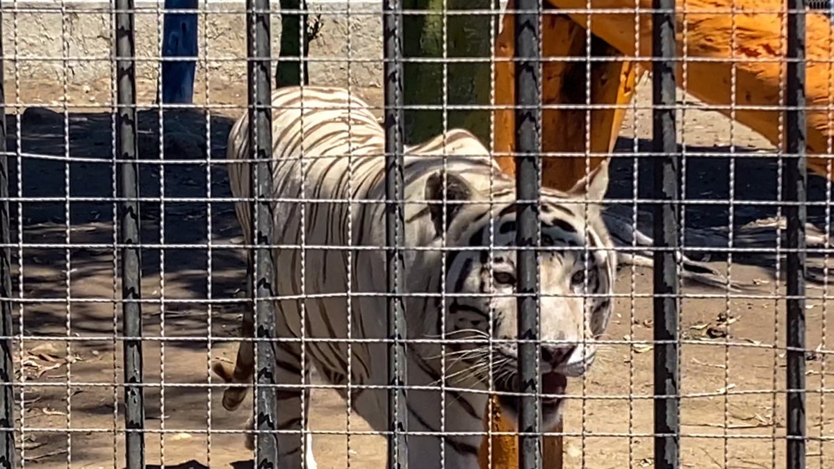 Tijuana officials seek San Diego Zoo’s help relocating animals after zoo closure – NBC 7 San Diego