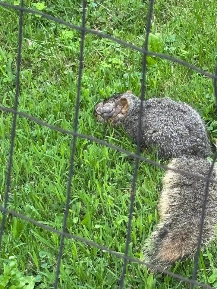 Squirrel affected with squirrel pox discovered in Ashtabula, Ohio, on May 25, 2026.