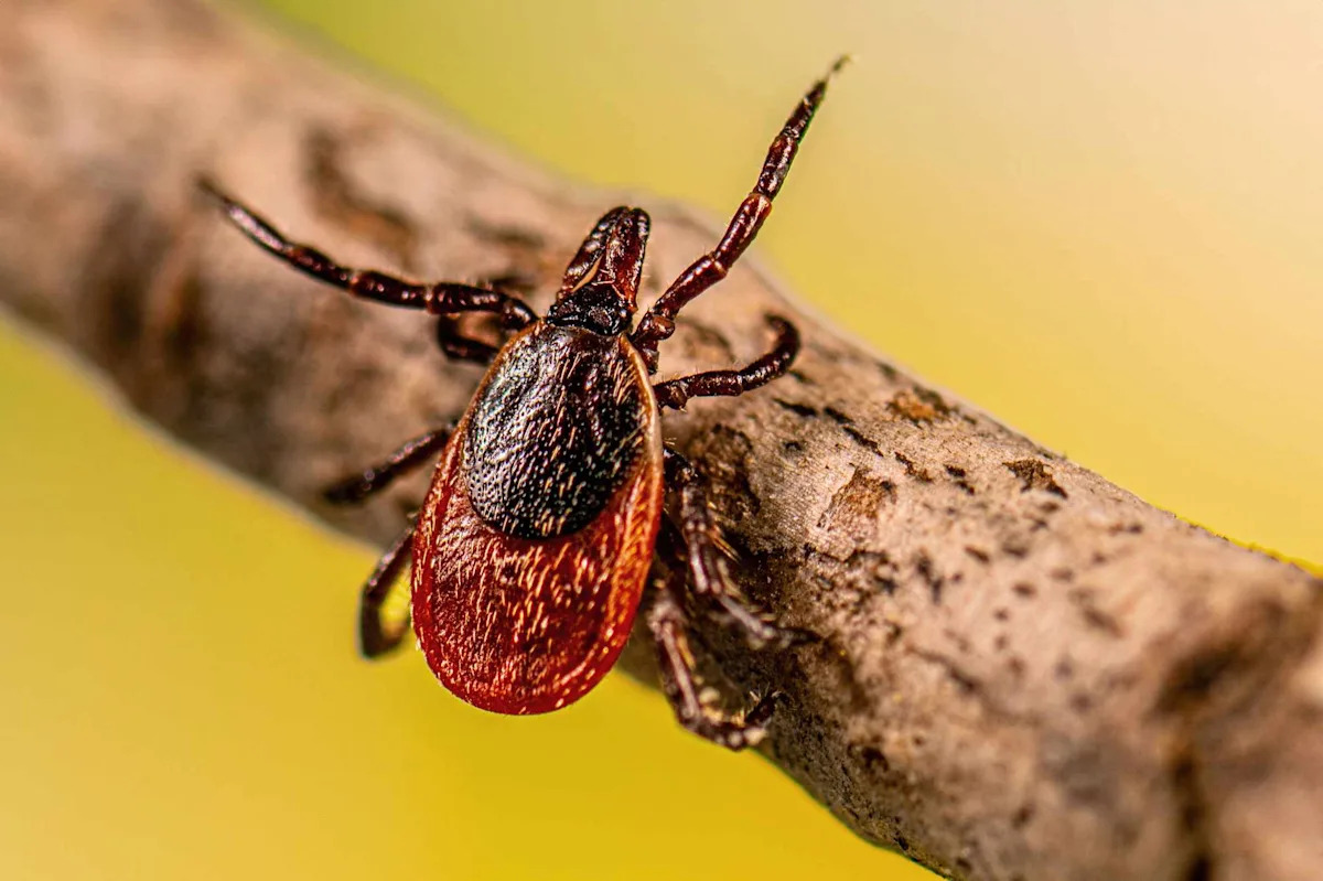 Dangerous Tick-Spread Disease, Which Can Transmit Just 15 Minutes After Contact, Is Rising in the U.S. — Here's What to Know