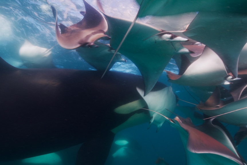 A mid-shot of the upper body of an orca underwater moving headfirst into school of mobula rays near surface.