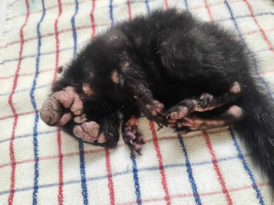 Phlox, the gray squirrel affected by squirrel pox, with warts all over her face a body.