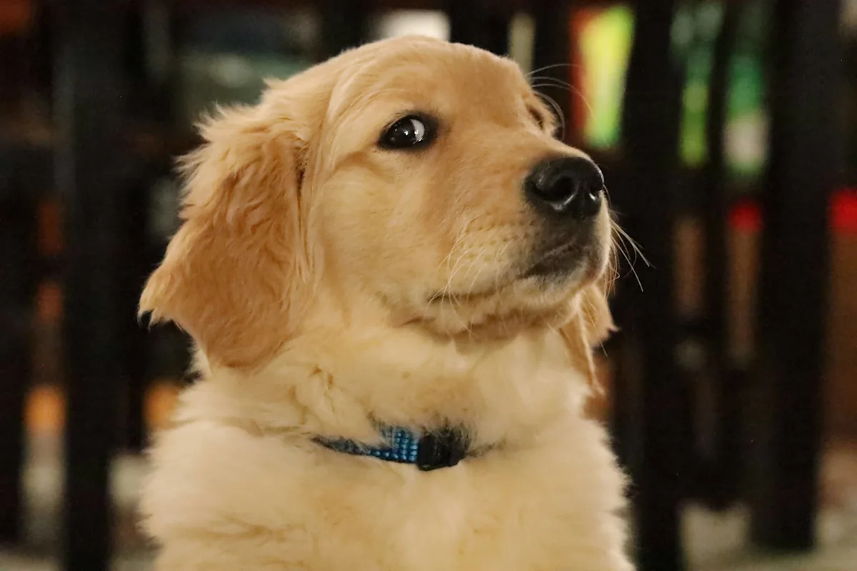 Golden Retriever Gets a 'Naughty' Report Card From Day Care — and the Photos Are Priceless