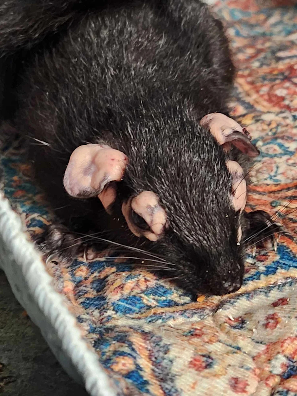 Phlox's head the day she was released from Halfway Home Wildlife Rehab.